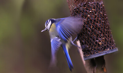Wall Mural - A blue tit with a  seed in its black flies away from the feeder...