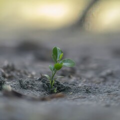 dslr macro photo of a small of a tree shoot growing in the dirt, 8k --raw --profile aksoo6o --styliz
