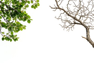 a fresh green tree branch with leaves on the left, a dry barren tree branch on the right, sharp text