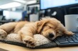 © Natallia - On a desktop in an office located in Sweden, a Brussels Griffon dog can be seen lying on a pillow
