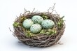 © Farhana  - Bird nest with four speckled green eggs inside
