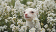 © MarGa - White puppy smiling among blooming daisies in a sunny garden, cheerful concept of pet care or animal adoption