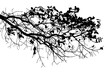 © Валерий Плотников - Black and white illustration of natural large old oak tree branch with leaves on transparent background