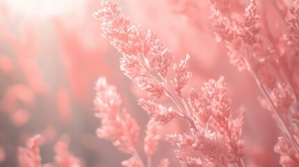Leinwandbilder - Delicate Coral Hued Grass Heads, Abstract, Dreamy, Soft Focus Nature Background, Minimalist Monochromatic Design