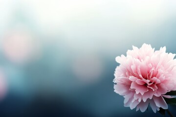 Poster - A single pink peony in full bloom glistens with dew droplets, set against a serene blurred teal backdrop, creating an elegant and calming atmosphere