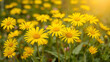 © wanna - Bright yellow daisy flowers bloom vibrantly in sunlit garden, creating cheerful and lively spring atmosphere. lush green leaves add contrast to vivid petals