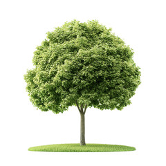 nature conservation and earth day concept. lush green tree with detailed foliage on a black backgrou