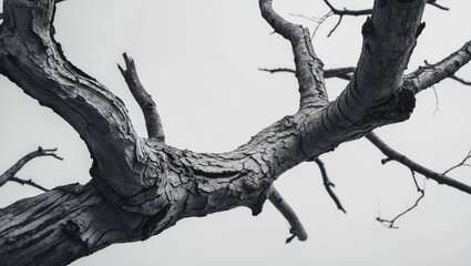 Isolated tree branch on background featuring abstract texture and natural design