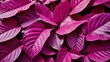 © zamart - Close-up seamless botanical pattern featuring vivid magenta smooth leaves layered densely together forming a bold elegant artistic background ideal for luxury fashion design