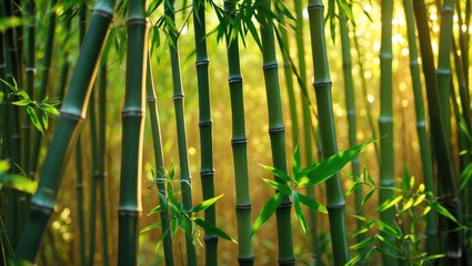 Wall Mural - close-up of young bamboo plants. green bamboo in sunlight. natural bamboo forest background.