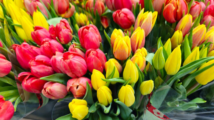 Wall Mural - Bright colorful background of red and yellow tulips