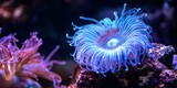 A glowing blue sea anemone with intricate patterns, resting on a coral reef