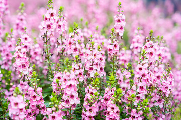 Wall Mural - beautiful pink salvia nemorosa flowers in full bloom growing in the natural wind filling.