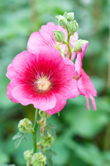 Wall Mural - flowers pink hollyhock (hollyhock).