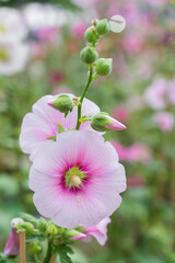 Wall Mural - flowers pink hollyhock (hollyhock).