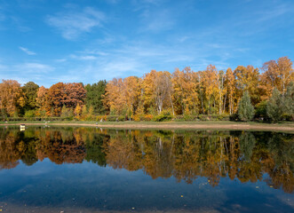 Wall Mural - Colorful and bright background made of fallen autumn leaves.