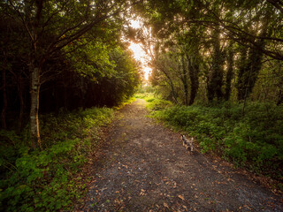 Wall Mural - a path through a forest with a sun shining through the trees. the path is made of gravel and is surr