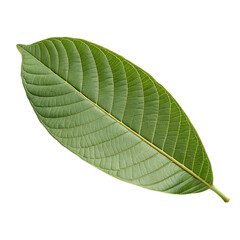 Guava leaf isolated on a transparent background