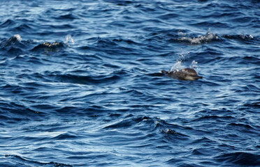 dolphin watching tour in mirissa