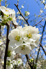 Wall Mural - Close up White flowers of Japanese Quince. Floral spring background, selective focus
