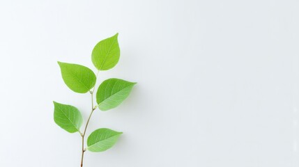 Wall Mural - capture minimalistic image illustrating significance of world environment day focus on clean sapling