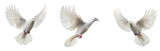 Set of Freedom and peace, this image features an elegant white dove in graceful flight, symbolizing purity and liberty. The bird embodies the beauty of unbridled freedom and celestial serenity.