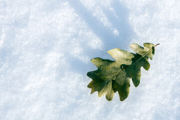 Wall Mural - A leaf is on top of the snow
