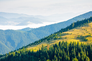 Wall Mural - mountain landscape of ukrainian alps in summer. morning scenery with fog in the distant valley. fore