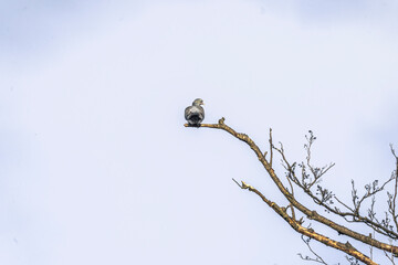 Wall Mural - bird on a tree