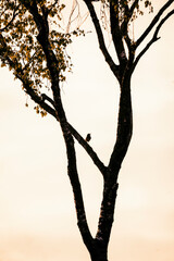 Wall Mural - beautiful little bird sitting in a tree and singing 