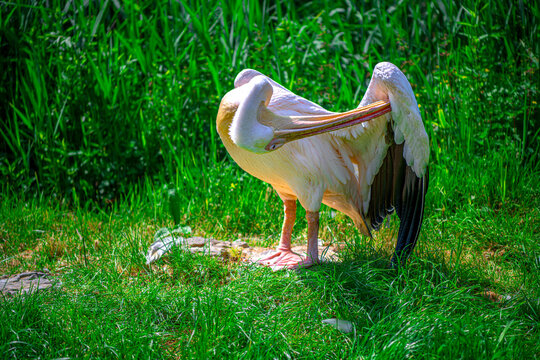 Great white pelican grooming itself in the grass