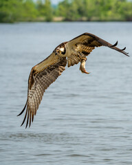 Wall Mural - An osprey flying with a freshly caught fish