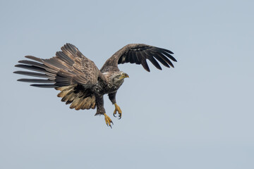 Wall Mural - Juvenile American Bald eagle flying over a river