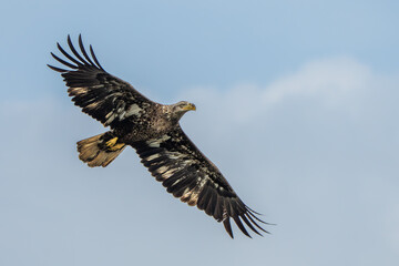 Wall Mural - Juvenile American Bald eagle flying over a river
