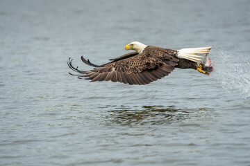 Wall Mural - An American bald eagle with a fresh caught fish