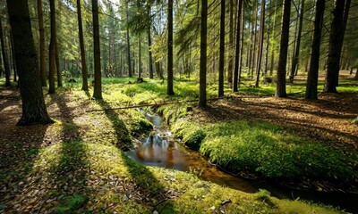Wall Mural - sunlit forest with lush greenery and small stream running through it