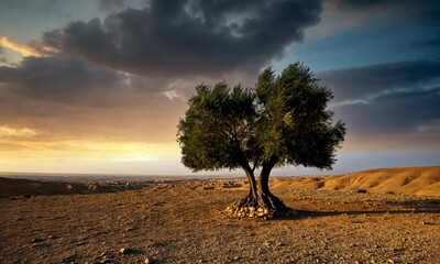 Wall Mural - lone tree in desert landscape under dramatic sky at sunset
