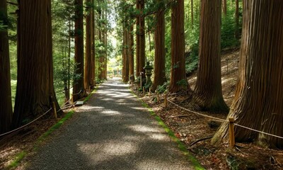 Wall Mural - serene forest path with stone lanterns and tall trees