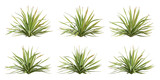 Bright edge yucca Green Plant 3D Render with Transparent PNG Background