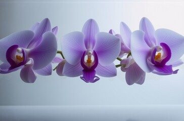 Aufkleber - Three pale purple orchids with vibrant magenta centers gracefully arranged against a soft, light background.  The blossoms are delicate and elegantly presented.