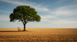 © Khaleej - Solitary Tree On Golden Field Beside A Chair Under Summer Sky