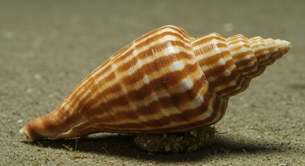 Wall Mural - observe detailed conus omaria patonganus sea shell fascinating species marine gastropod mollusk belo