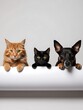 © Sina Blaze - Adorable cat and dog trio posing together with curiosity. A fluffy ginger cat, a sleek black cat, and a playful dog are shown in a cute, harmonious display of friendship and pet companionship.