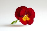Red pansy flower isolated on white background