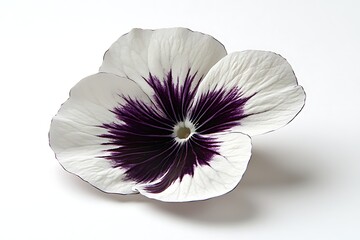 Close-up of a single white and purple pansy on a white background.  Possible use  floral display/botanical photography