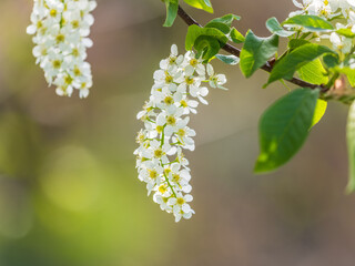 Wall Mural - white flowers blooming bird cherry. close-up of a flowering prunus padus tree with white little blos