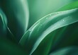 © ffunn - Green leaf background. Close-up of green leaf texture background. Natural background for design