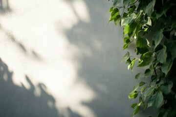 Poster - Close-up view of lush green ivy ascending a smooth white plaster wall, enhanced by soft natural light casting gentle shadows, ready for text placement