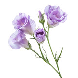 Beautiful lisianthus flower arrangement in soft lavender tones on a clean transparent background, lisianthus flower isolated on transparent background