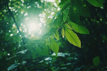 Wall Mural - sunlight filters through lush green leaves in a forest canopy. great for nature, backgrounds, and pr
